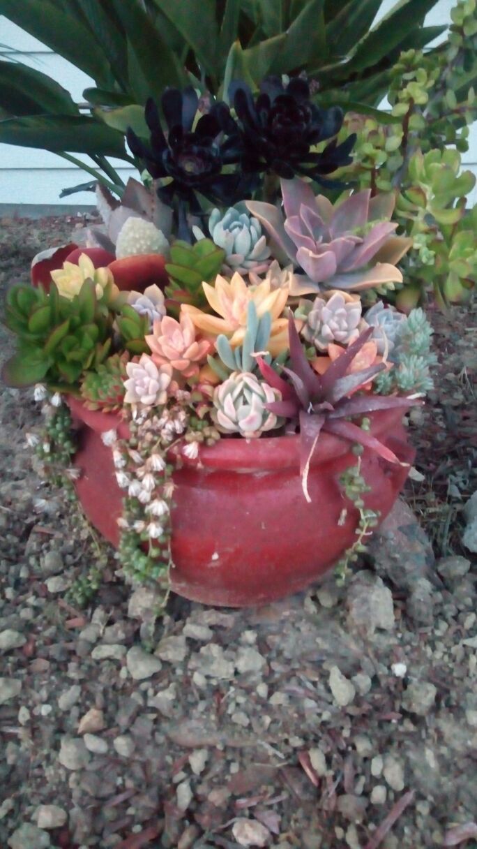 Succulent Arrangement