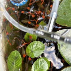 Aquatic Plants. Koi Guppies