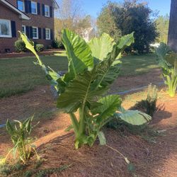 Upright Elephant Ear (Alocasia) Plants & Bulbs