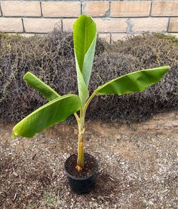 3 Foot Tall Healthy Banana Tree