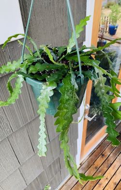 Live indoor Fishbone (Ric Rac) cactus plant in a hanging 8-inch plastic nursery planter pot—firm price
