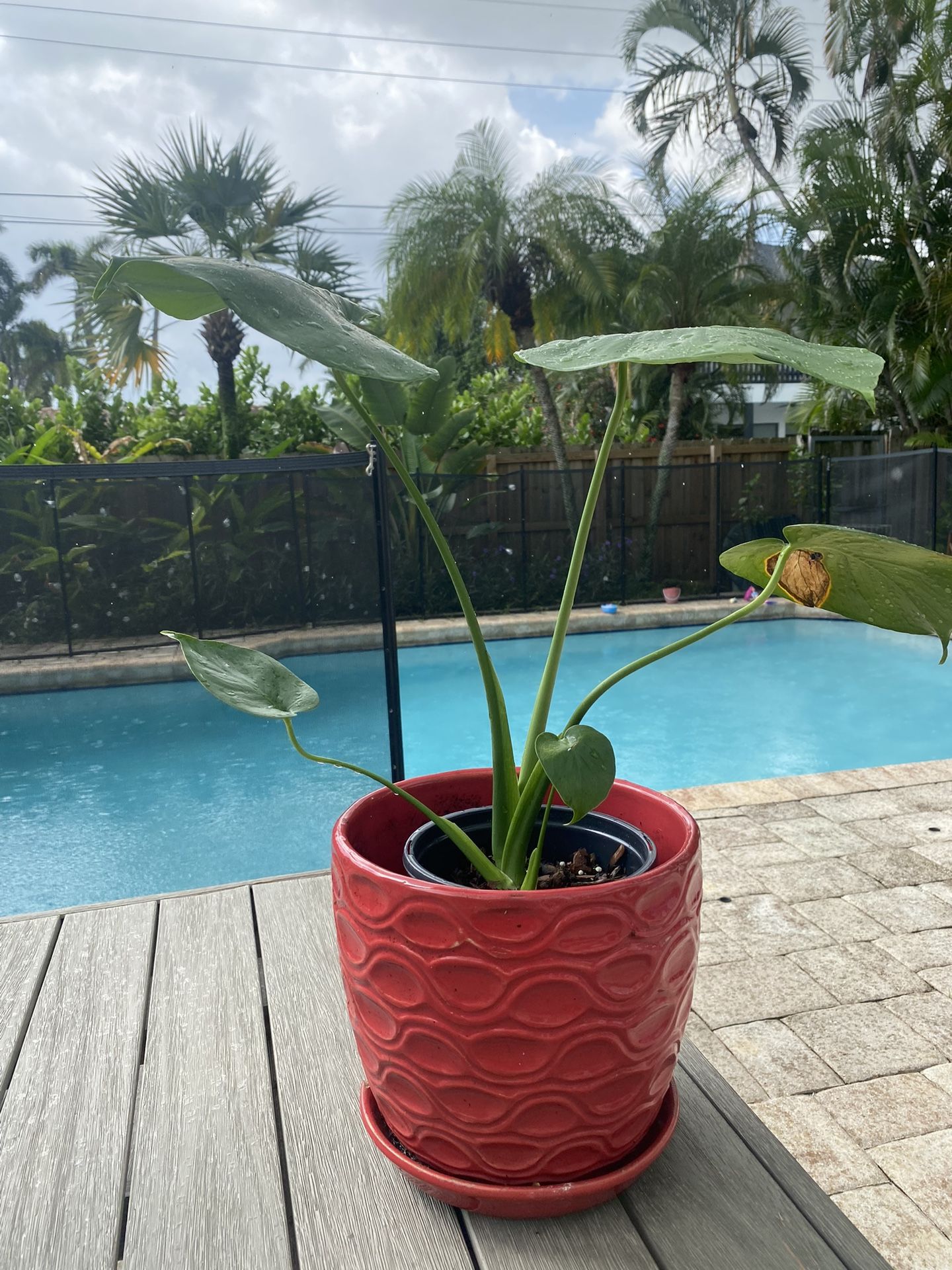Monstera plant w/ Ceramic Pit