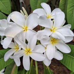 Plumeria Cuttings.