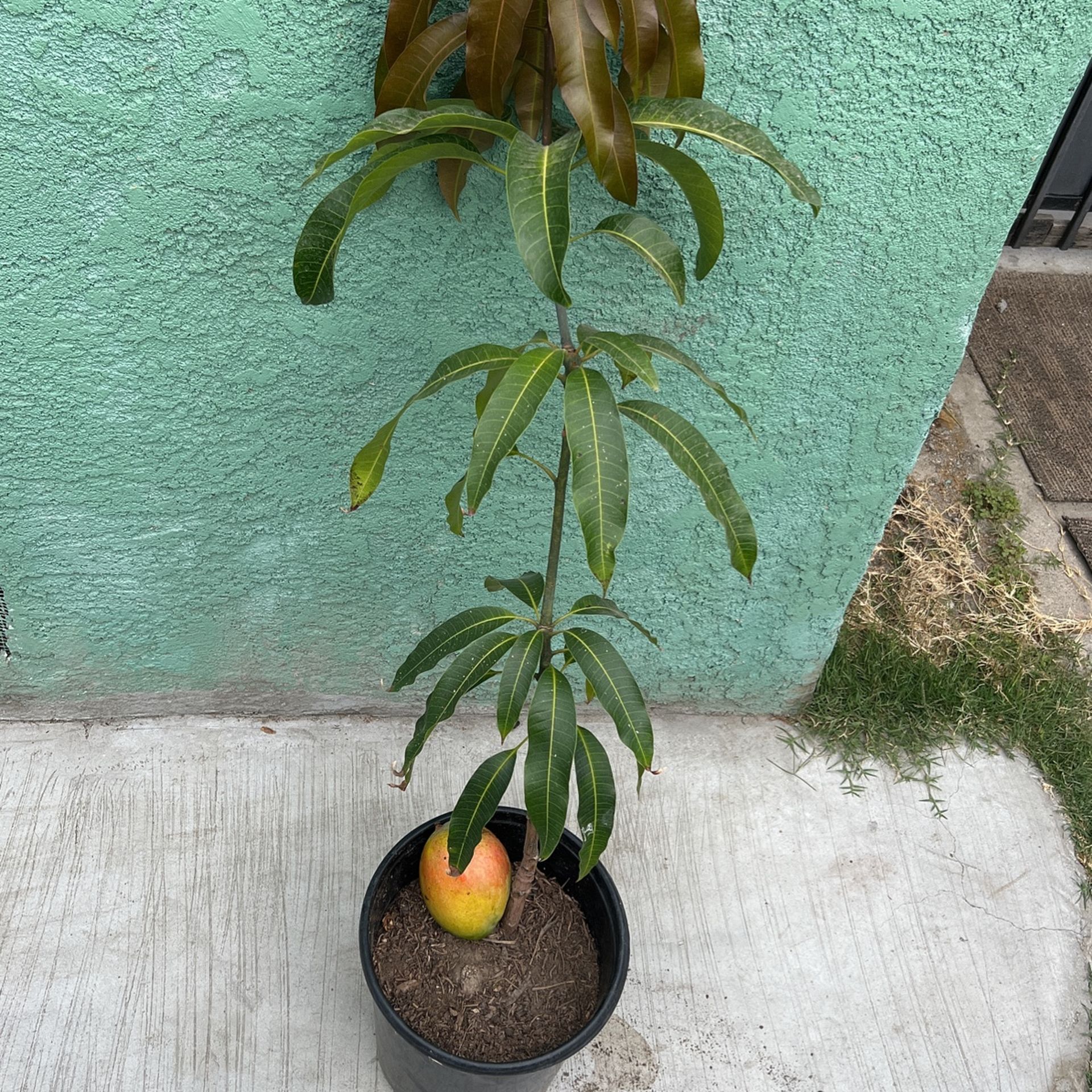 Mango Tree for Sale in Compton, CA OfferUp
