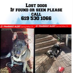 Please Help My Friend Found He’s Dogs