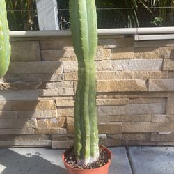 San Pedro Cactus