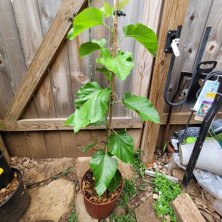 Weeping Mulberry Tree, Dwarf, Grafted