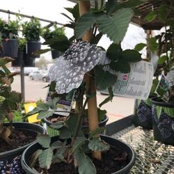 Navaho Thornless Blackberry Starter Plant 1 Gallon