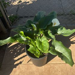 Alcatraz / Calla Lily 