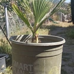 California Fan Palm