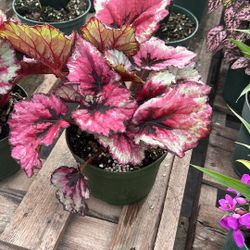 Begonia Kotokubi – 1 Gallon Pot – Healthy & Ready to Grow – $10