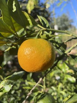 5 Gallon Size- Fruiting Age- Citrus Trees - Lemon Trees- Lime Trees