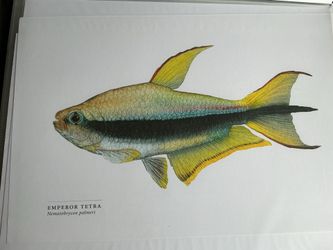 .FISH PRINTS