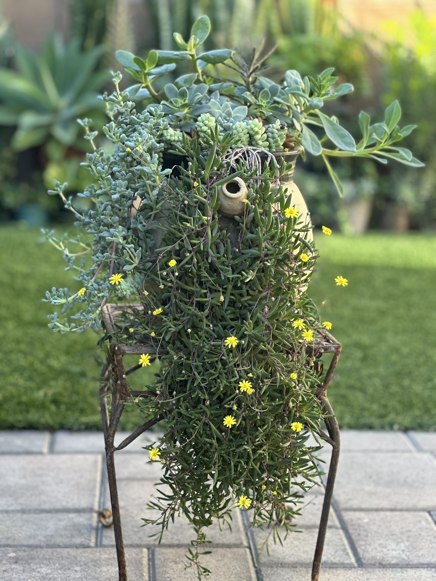 Beautiful Arrangement Assorted Succulent Plants 