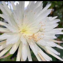 (3)Cuttings - Homegrown Epiphyllum Oxypetalum Orchid Cactus Queen Of The Night Cactus Plant Succulent Houseplant