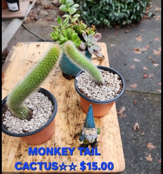 SUCCULENT AND PLANT SALE THIS SATURDAY FROM 1PM TO 4:30 PM IN SAN LORENZO FROM $4 TO $30