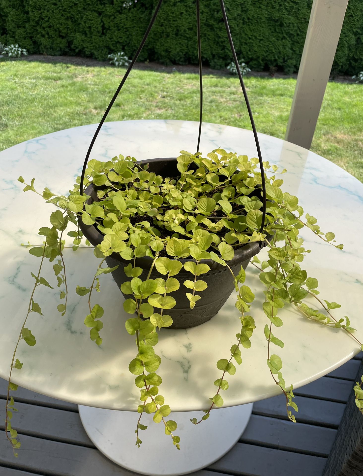 Golden Creeping Jenny ‘Aurea’ Lysimachia Nummularia (Outdoor & Indoor Live Plant)