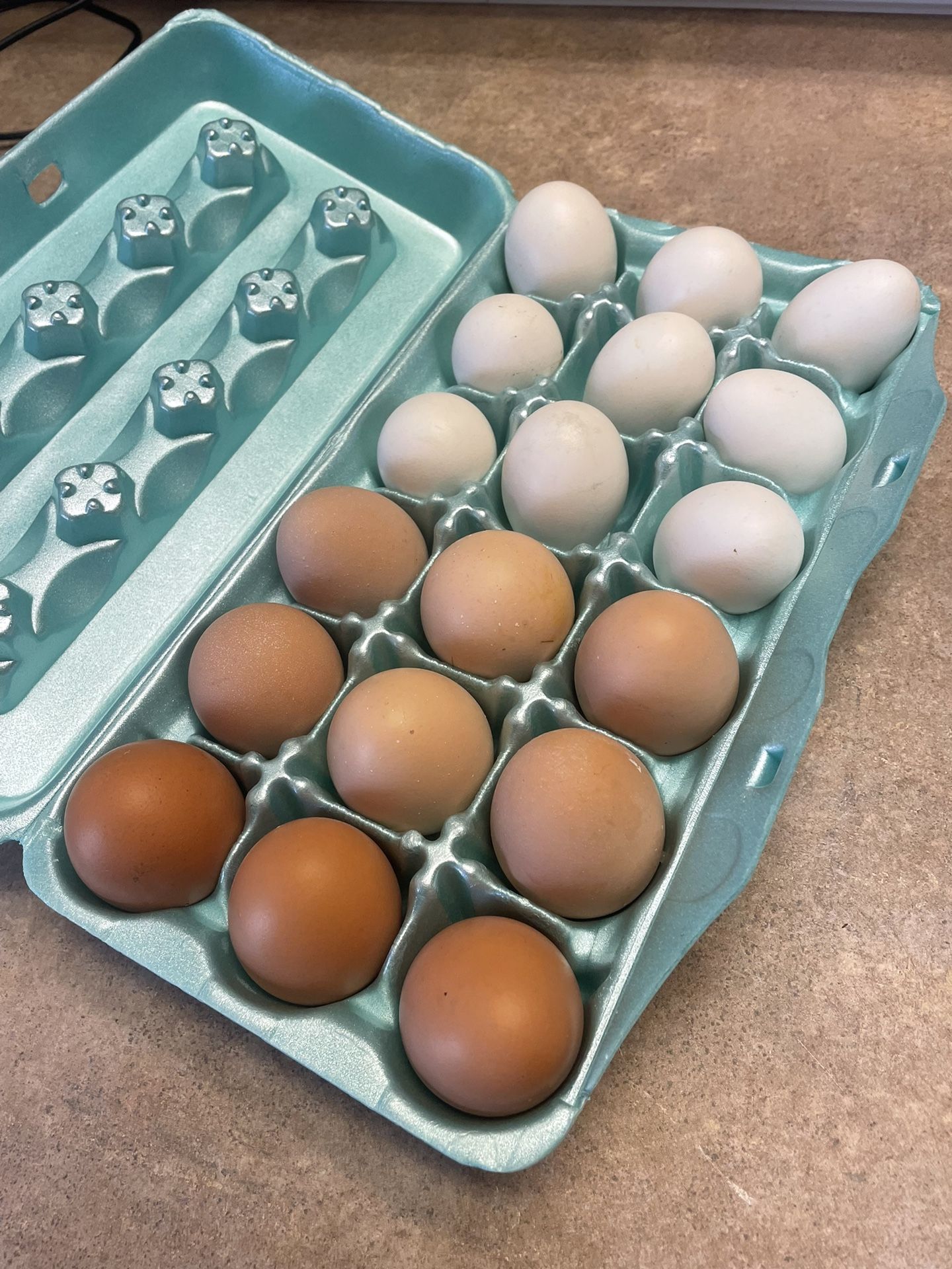 Hatching Eggs!