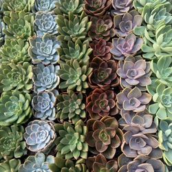 Premium 2 Inch Succulents- $1 Each