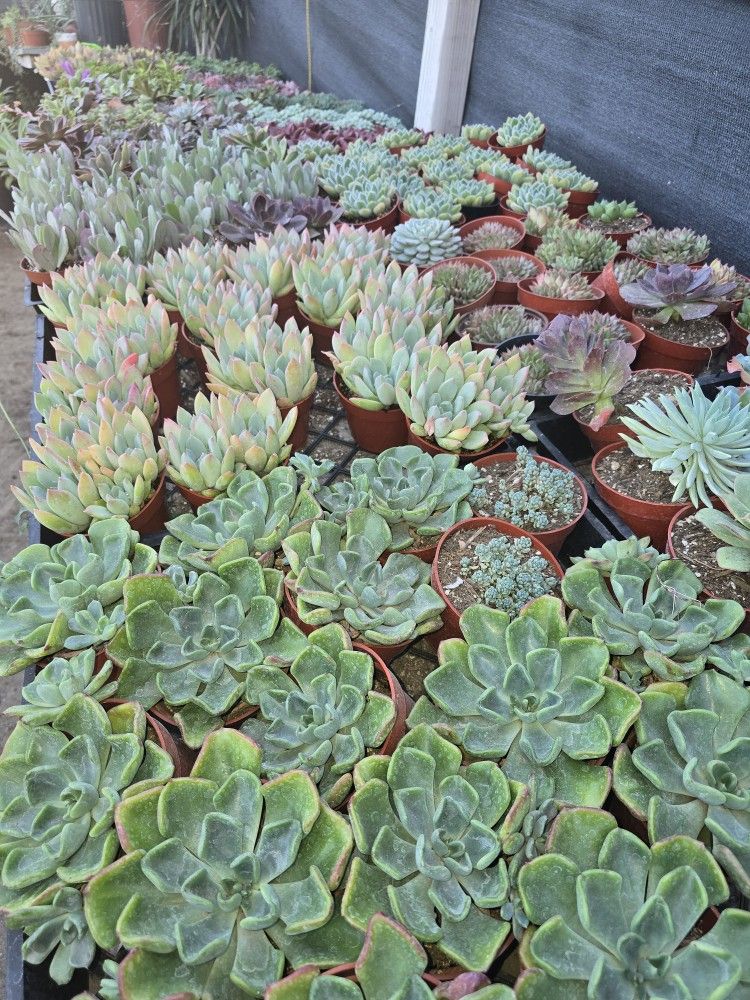 Echeverias  Or Succulent