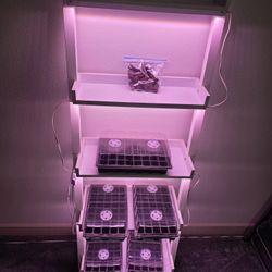 LED Grow Lights (8) With Plant Stand & Seed Trays