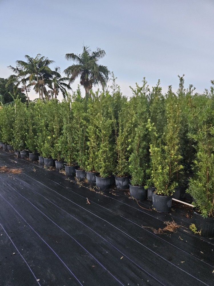 podocarpus l Instant Privacy Hedge For Fence Green Full Ready for planting