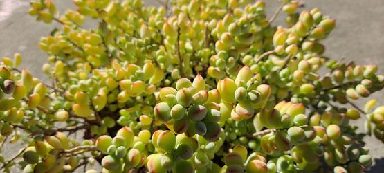 Cute  succulent plants