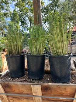 Lemongrass , Mesquito repelled plant