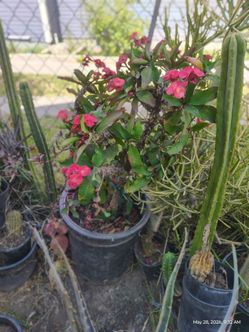 Crown the crystals succulent plant