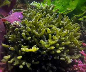 Codium Macroalgea for saltwater reef tanks