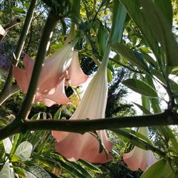 Pink Angel Trumpet Plant 