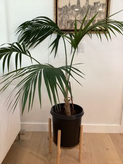Kentia Palm