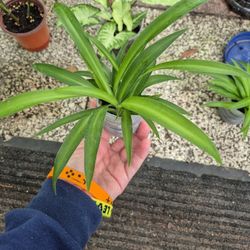 Starter Size Spider Plant