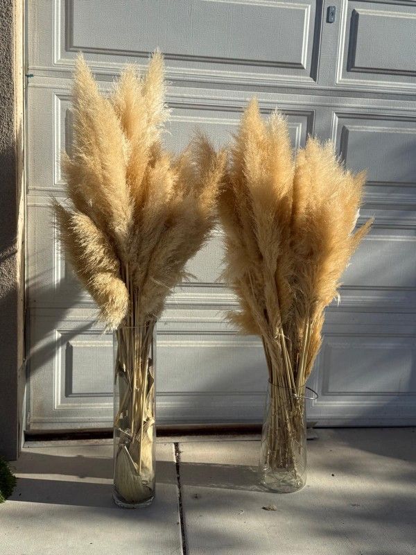 100+ Stems Real Pampas Grass