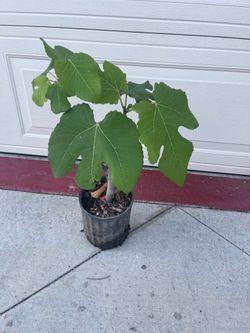 Fig fruit tree plant