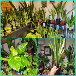 Cheap Plants.  Healthy Plants.  Indoors Plants. House Plants.  Outdoors Plants. Cactus.  Succulents 