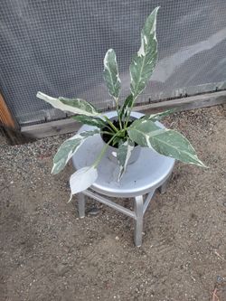 Peace Lily variegated Plant 6" Nursery Pot