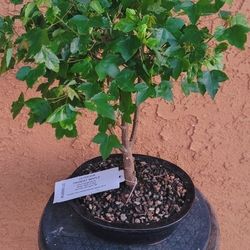 Bonsai Plants 