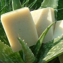 Javones de aloe Vera