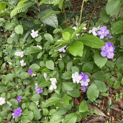 Flower Shrubs (Yesterday Today & Tomorrow ) 