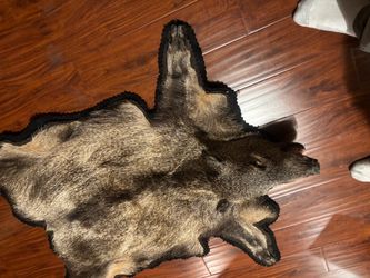 Real 🐗Javelina Fur Pelt 🏹Rug with Black Felt Backing