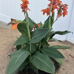 Canna Lily Orange- Potted Plant- 2 Plants In 1 Pot