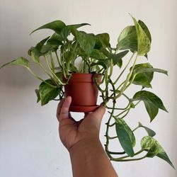 Marble Queen Pothos for Sale