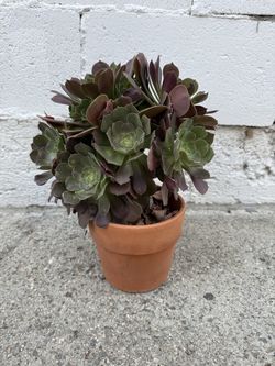 Aeonium Arboreum Succulent 1/2 Gallon