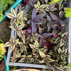 Plants To Make Hanging Baskets
