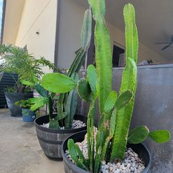 Natural Cactus Plants on Sales. A pair of planters with Cactus / 33182