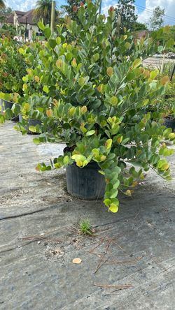 Cocoplum Plant - 7 Gallons Size