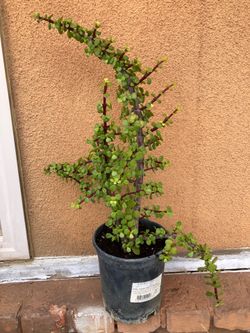 Plants del dinero