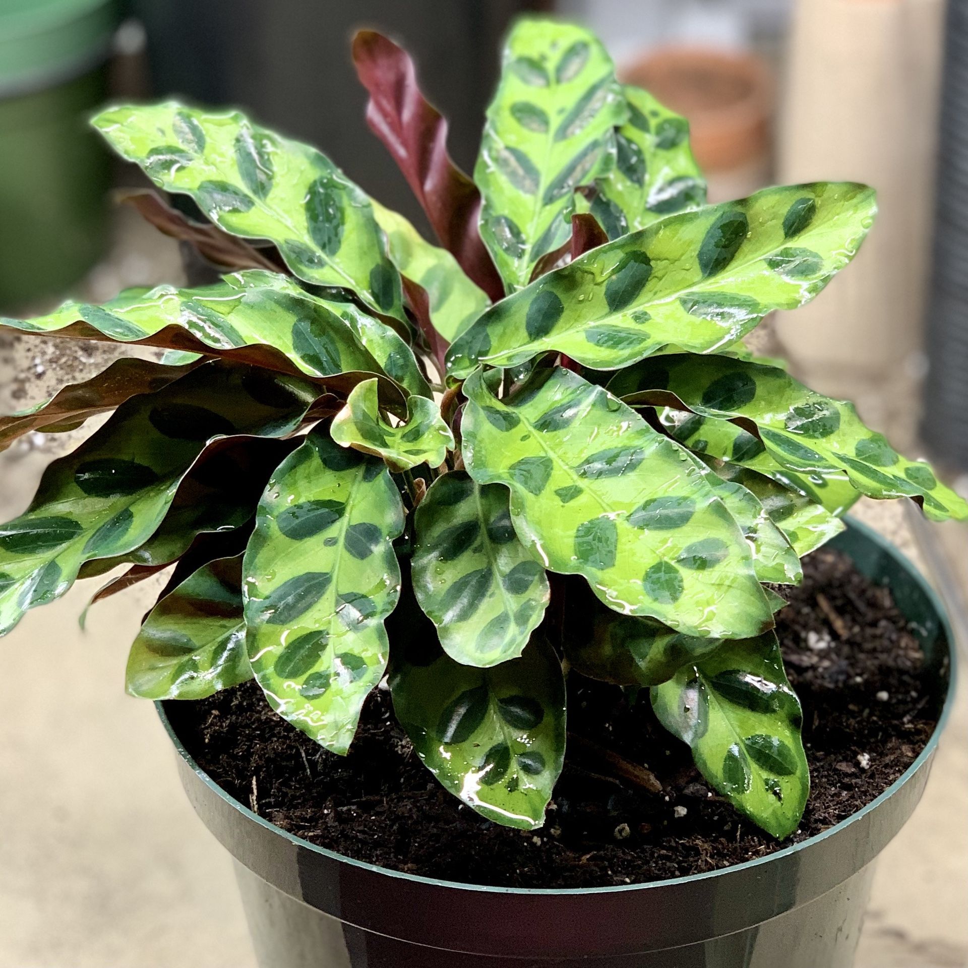 Calathea Rattlesnake Plant