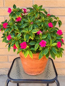 🌺 Large Flowering Potted Plant – Beautiful & Full – $35